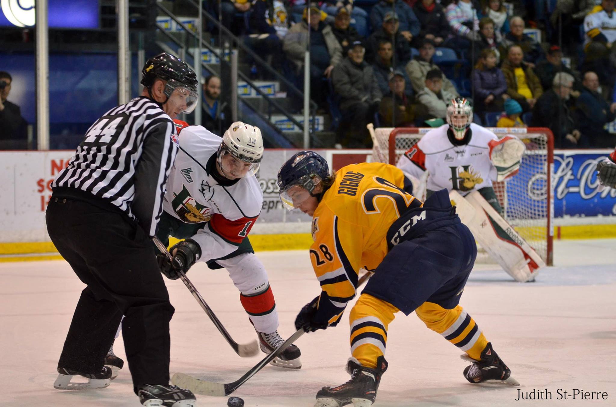 Coton ouaté Cataractes Shawinigan Junior - L0550 main image 0